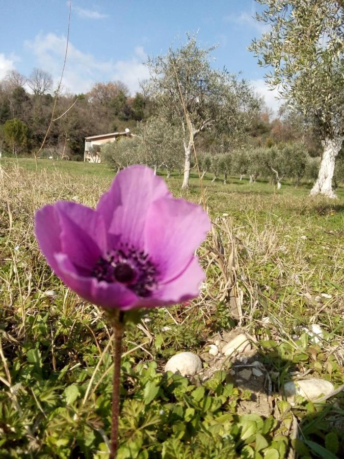 The Country Path B&B Toffia المظهر الخارجي الصورة
